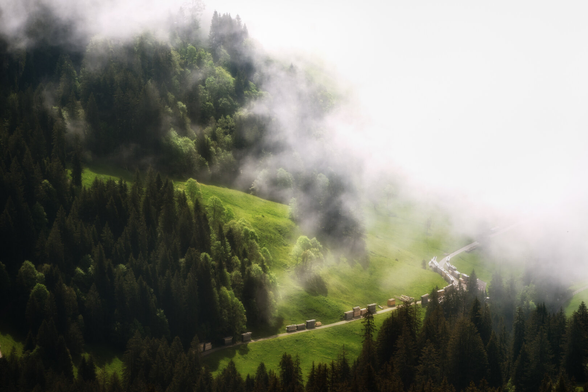Fotografie von oben von Holzstapeln, die entlang einer Strasse aufgeschichtet sind. Von der rechten oberen Ecke dringt Nebel in das Bild.