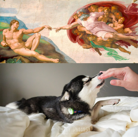 Split image. Above is Michelangelo’s The Creation of Adam fresco. Below is an alaskan klee kai lying on cloud of white sheets with her eyes closed and getting her nose booped by a hand off-camera. 