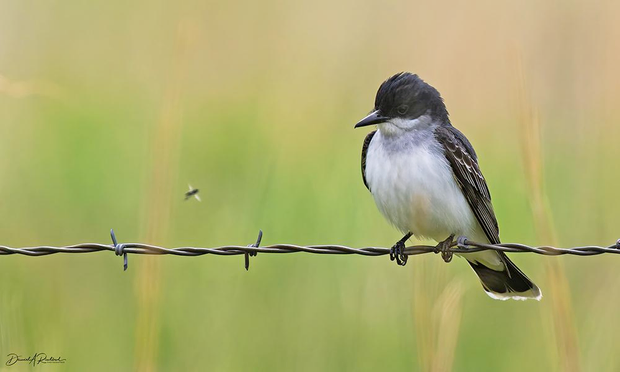 Small bird with white underside, dark back and head, and dark tail with white tip, perched on a strand of barbed wire and peering intently at a nearby flying insect