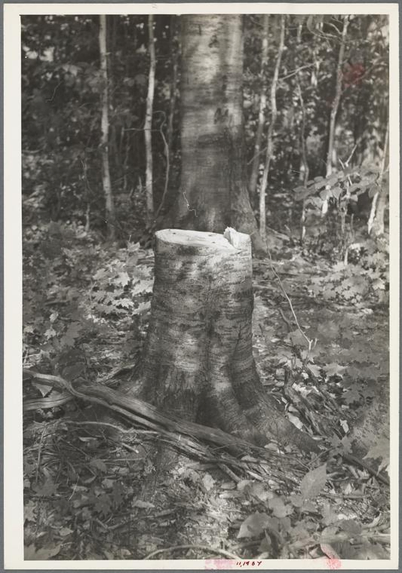 Cut-over forest land, Otsego County, New York