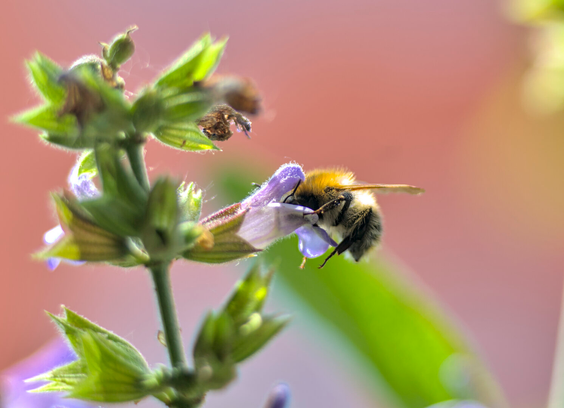 eine hummel in makroaufnahme, die gerade in eine salbeiblühte hinein taucht