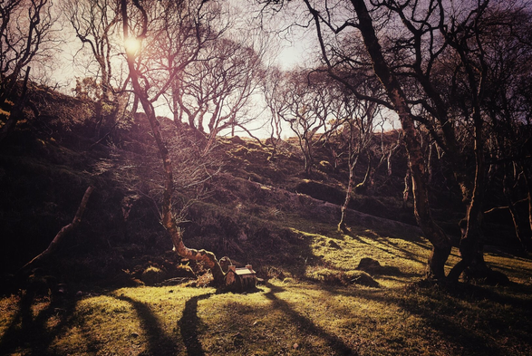 A sun-drenched woodland scene with numerous gnarled, bare trees stretching up a grassy hill. Long shadows from the trees are cast across the foreground, which is lit by a bright sunburst visible through the branches in the upper left. At the foot of a central tree is a small fairy house carved from a section of tree trunk. The overall mood is mysterious and serene, with warm tones from the sunlight.