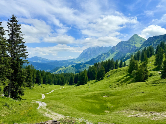 wiesenlandschaft mit kiesstrasse und wald dahinter. der berg ist wolkenverhangen