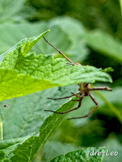 Spinne am frühen Morgen - Spider in the early morning