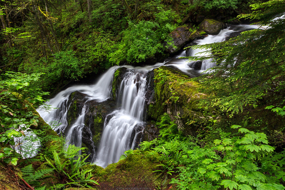 A multi-tiered waterfall flows through the ferns, shrubs, and trees of a very green temperate rainforest.