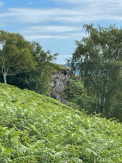 Dense fern cover and trees frame a small rock face 