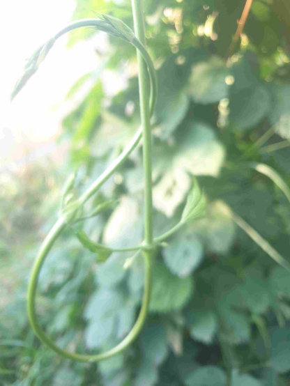 Début d'un noeud de huit fait par du houblon vivant.