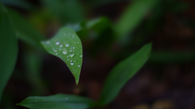 Raindrops on a leaf of a lily of the valley