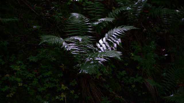 Wet leaves of a fern shining bright in a patch of sunlight, with dark background