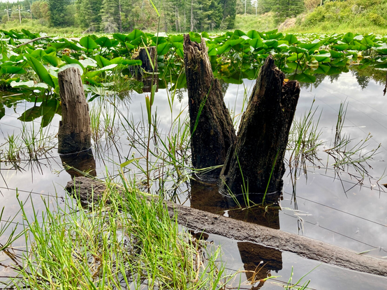 Three long dead trees poke out of a lily pad covered small lake