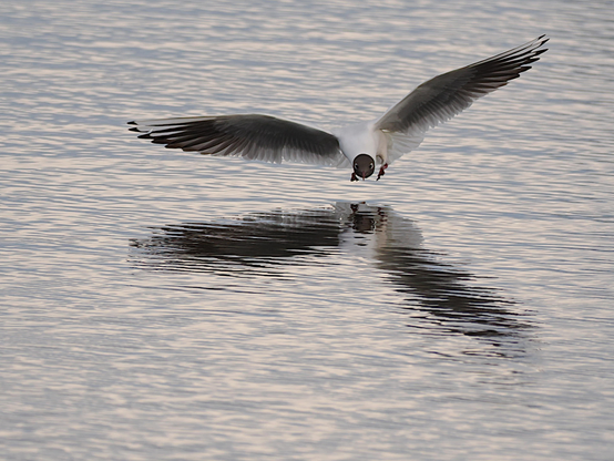 A black-headed gull swooping over a water surface.