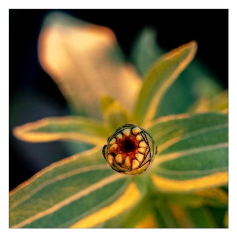 A close-up of a yellow flower bud, the leaves are slightly blurred, warm afternoon light, the background is dark.