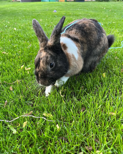 Little man in the grass 