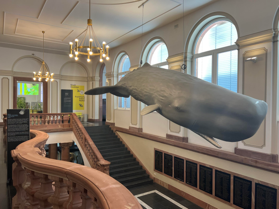 The staircase of the Senckenberg Natural History Museum in Frankfurt, Germany. 

A huge sperm whale model is hanging from the ceiling 
