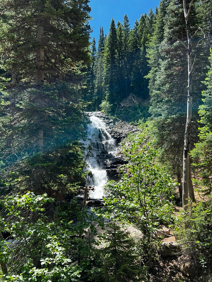 Water cascades over rocks in a pine forest.