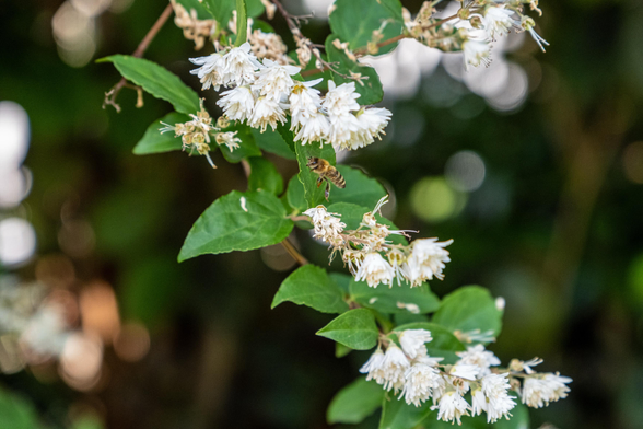 Auf dem Bild ist ein Ast mit mehreren Blättern und Blüten zu sehen. In der Mitte fliegt gerade eine Biene zur nächsten Blüte 🐝