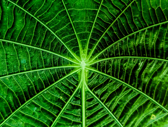 A vibrant green leaf. The central stem of the leaf acts as a focal point, from which several prominent veins radiate outwards, creating a fan-like or star-like structure. These primary veins branch into an intricate network of smaller, delicate veins that crisscross and interconnect, forming numerous smaller compartments across the leaf's surface.