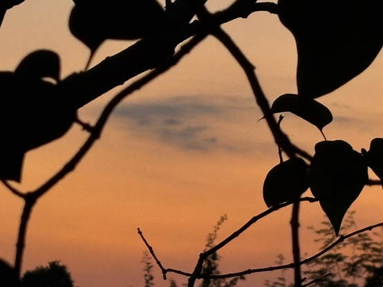 Am oberen Bildrand, die rechte Ecke bedeckend, die Blätter und Zweige eines Flieders. Am unteren Bildrand verschwommen etwas in der Ferne die Silhouette der Spitzen von Baumkronen. Im Hintergrund der Orange etwas verschleierte Nachthimmel. Mittig eine Wolke, die in der Form die Lieder eines Auges erahnen lässt. Die Sonne selbst ist nicht mehr zu sehen.