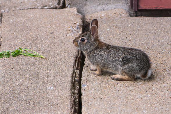 Photograph of a small, likely juvenile, cottontail rabbit sitting on concrete next to large crack in the concrete. The rabbit is facing left in profile leaving one eye visible. Cottontail rabbits have brown and white mottled fur with a white fur underbelly and under-tail which they flash when running. Cottontails have proportionally large ears and eyes and a typical rodent muzzle with long whiskers.