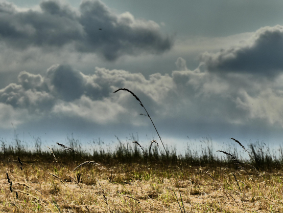 Wir erkennen einen Grashalm, wogend im Wind. Darüber erhebt sich ein wolkiger Horizont. Die Landschaft um den Grashalm herum wirkt steppenhaft.