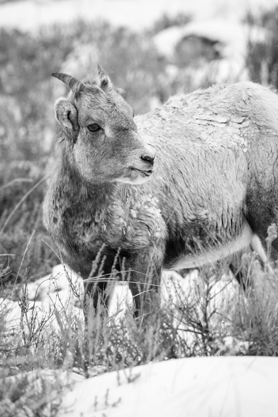 A young bighorn lamb, covered in snow and ice, looking towards its side.