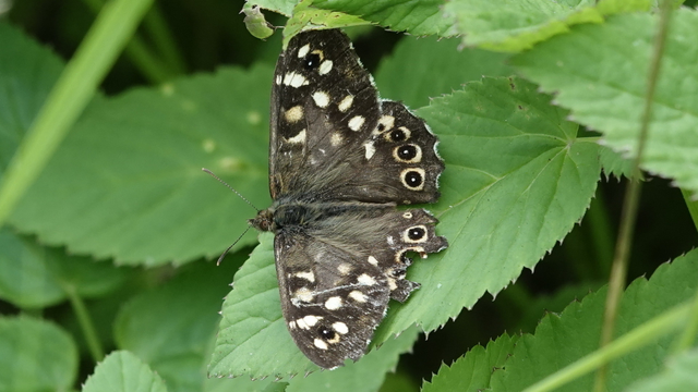 A speckled wood butterfly resting among green leaves. Its wings are spread wide, a brown/grey colour with white specks and eye patterns around the edges.