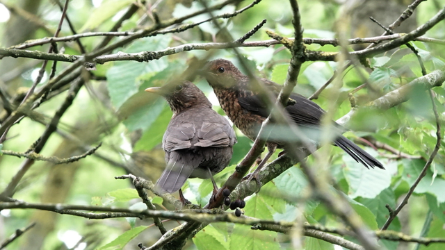 Two young blackbirds perched close beside each other among the branches of a tree. The young birds have mottled grey/brown backs and more distinctive brown and cream flecked head and tummy.