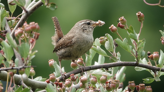 A wren perched facing right on a branch among leaves and seed pods. The bird is small, with a greenish/grey body, brown markings on its wings and tail (very upright). It has a fleshy grub in its beak.