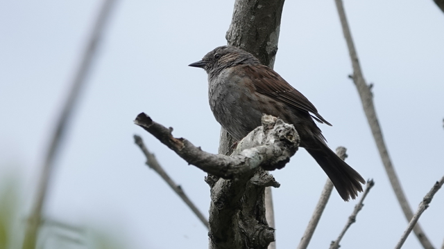 A dunnock perched on a knobbly trunk facing to the left. It has a grey body, brown colouring on its wings, and a very shapely dark brown tail behind it.
