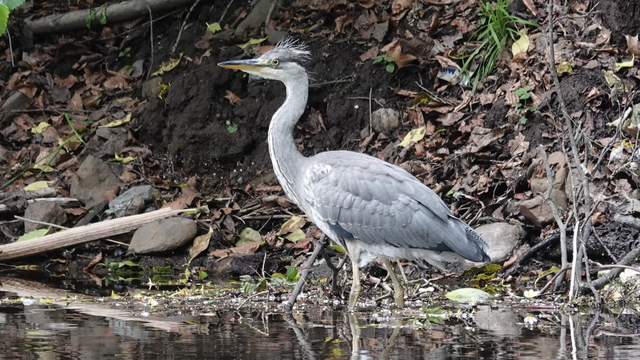 A young looking grey heron standing in a river facing to the left in the picture. The bird has a dinosaur like body, tufted head, cloak like back, very tall legs and sharp pointed beak. It is reflected in the water. In the background is a steep river bank full of stones, leaves and plants.