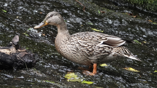 A female mallard duck standing in a swift moving river beside a weir. The bird faces left in the picture, and has a cream/brown flecked body. Plus orange legs and feet.