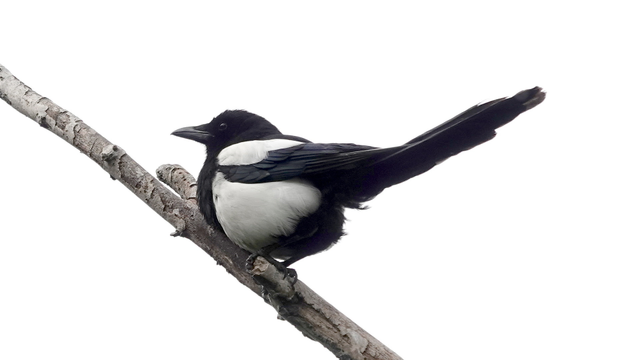 A magpie seen from below, perched on a branch against a white sky behind. The bird is a mix of black and white colouring, with a black head and front area, black wings and tail, and white elsewhere around its body. It has a very pointed matte grey beak.