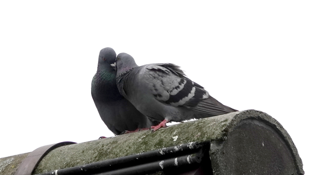 A pair of amorous feral pigeons standing close together on a house roof. The male is on the left, with a darker grey body. The female on its right has a lighter grey body and dark markings visible on the wings. Their heads are close together, canoodling.