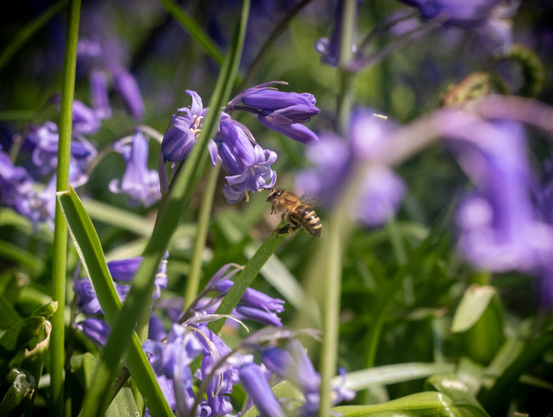 A honeybee foraging for pollen amidst a field of bluebells.