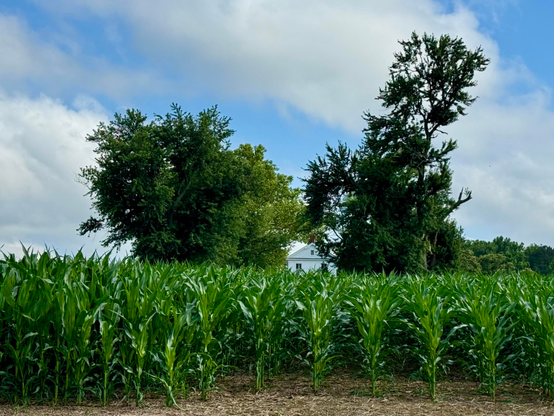 Virginia farmhouse in a field of corn, only the roof a part of second floor visible above the lush field. 