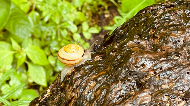 Eine Bänderschnecke auf einem nassen Stamm.