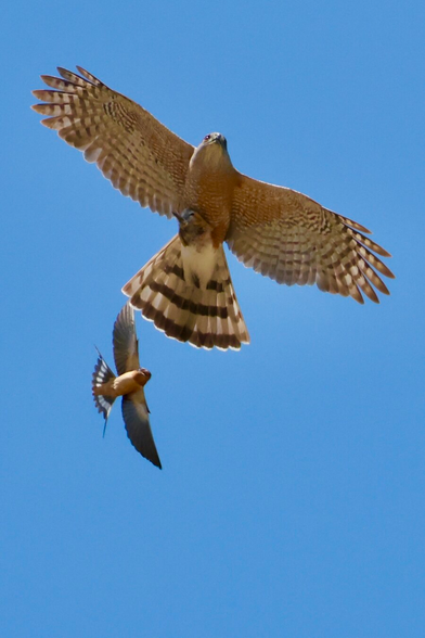 A massive brown hawk, midair, carrying a dead bird, is chased by a much smaller bird.