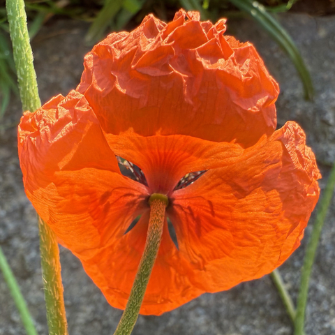 eine mohnblüte von hinten. die blütenblätter formen augen