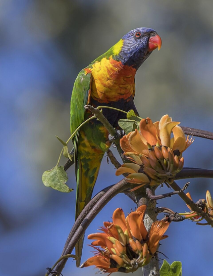 Rainbow lorikeet (Trichoglossus moluccanus), Royal Botanic Garden, Sydney, New South Wales, Australia