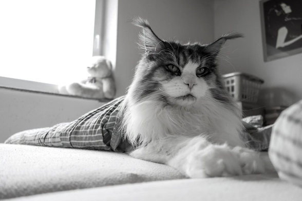 wilma listening to shoegaze
monochrome image