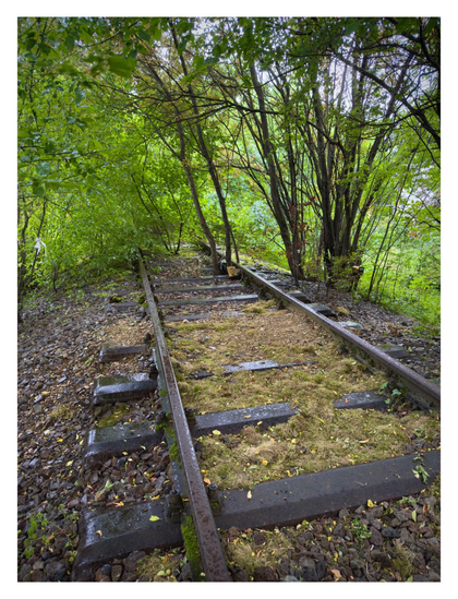Foto im Hochformat. Blick entlang alter rostiger Schienen in einem Wald. Die Schienen sind überwuchert mit Moss, teilweise wachsen Bäume zwischen den Schienen. Es hat geregnet, alles ist nass.
