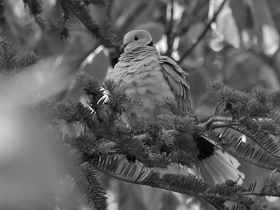 Bird, closeup, black and white, photo