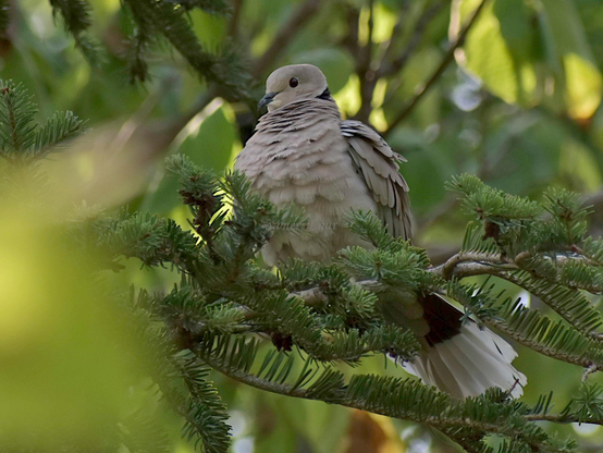 Bird, closeup, color, photo 