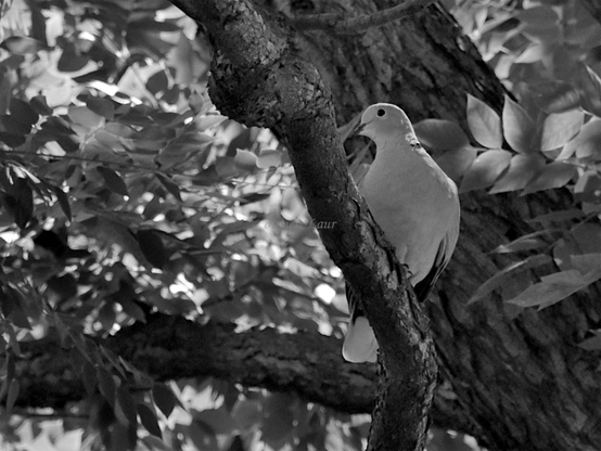Bird, black and white, photo 