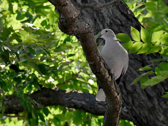 Bird, color, photo 