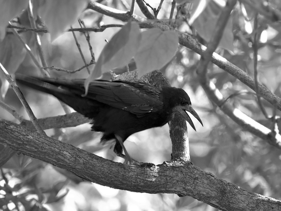 Bird, black and white, photo