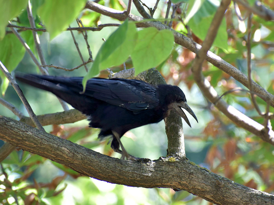 Bird, color, photo 