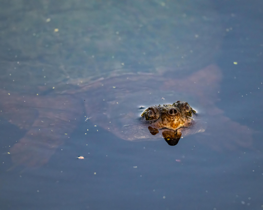 A photograph of a snapping turtle raising its eyes and nostrils out of the water. 
