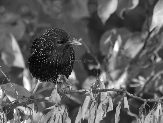 Bird, closeup, black and white, photo