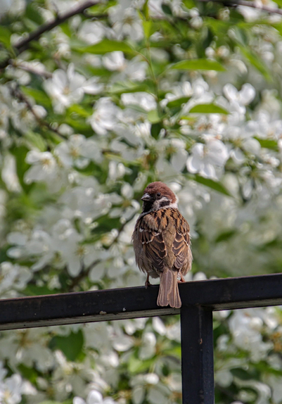 A sparrow is sitting on a black fence, a blooming apple tree behind it